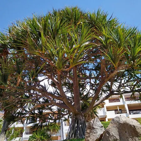 Apartmán Forest Flat - Big Heated Pool, Terrace, Tv Channels San Miguel de Abona